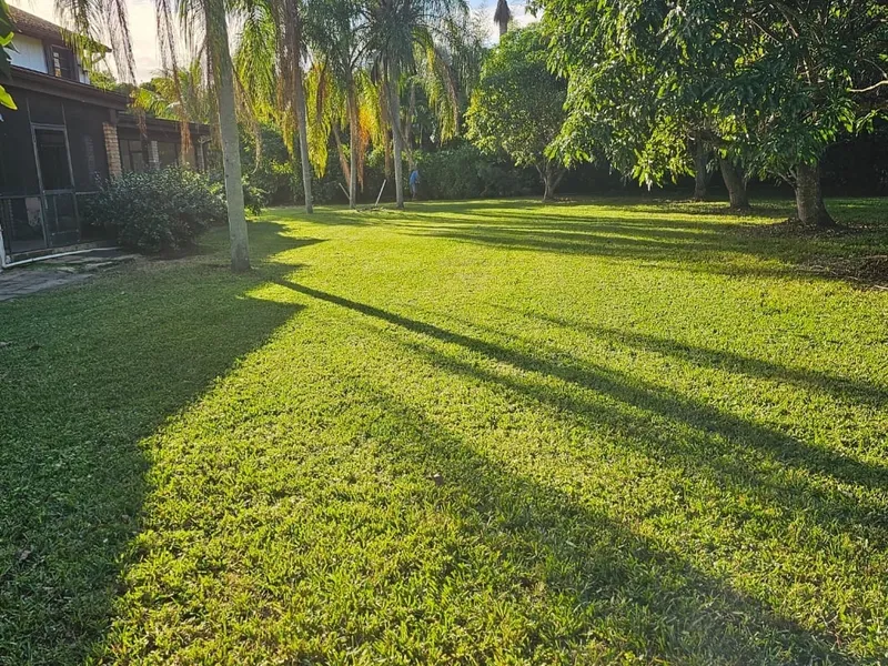 Freshly mowed backyard lawn under tall palms and shade trees