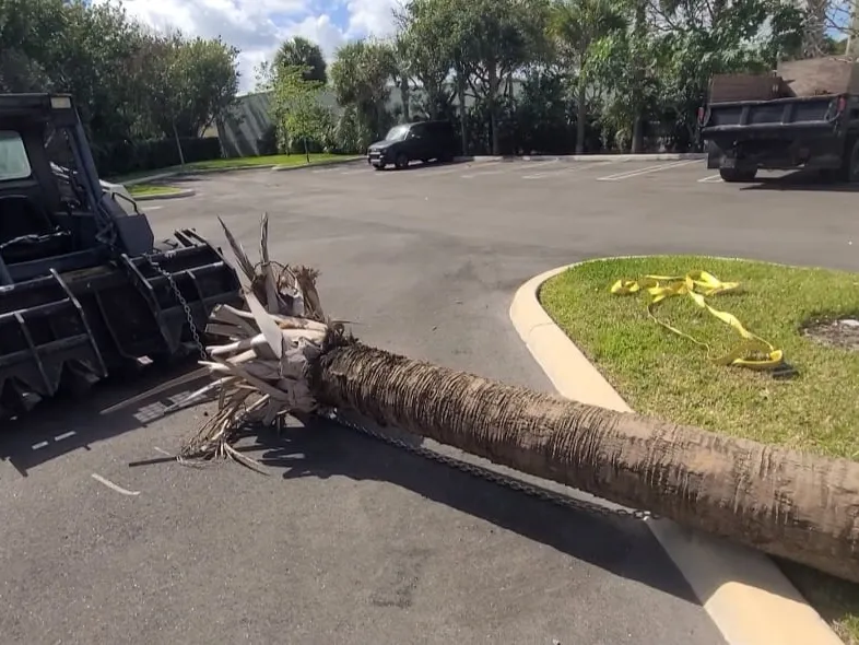 Skid steer hauling a removed palm trunk across a parking lot