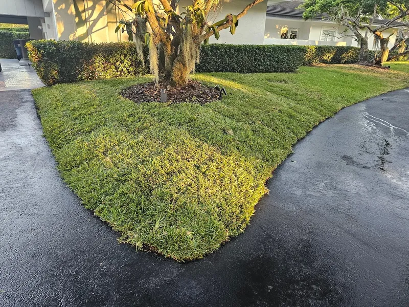 New sod laid between a curved driveway and a hedge-lined planting bed