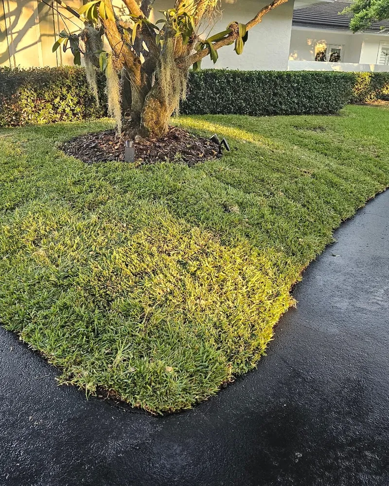 New sod laid between a curved driveway and a hedge-lined planting bed
